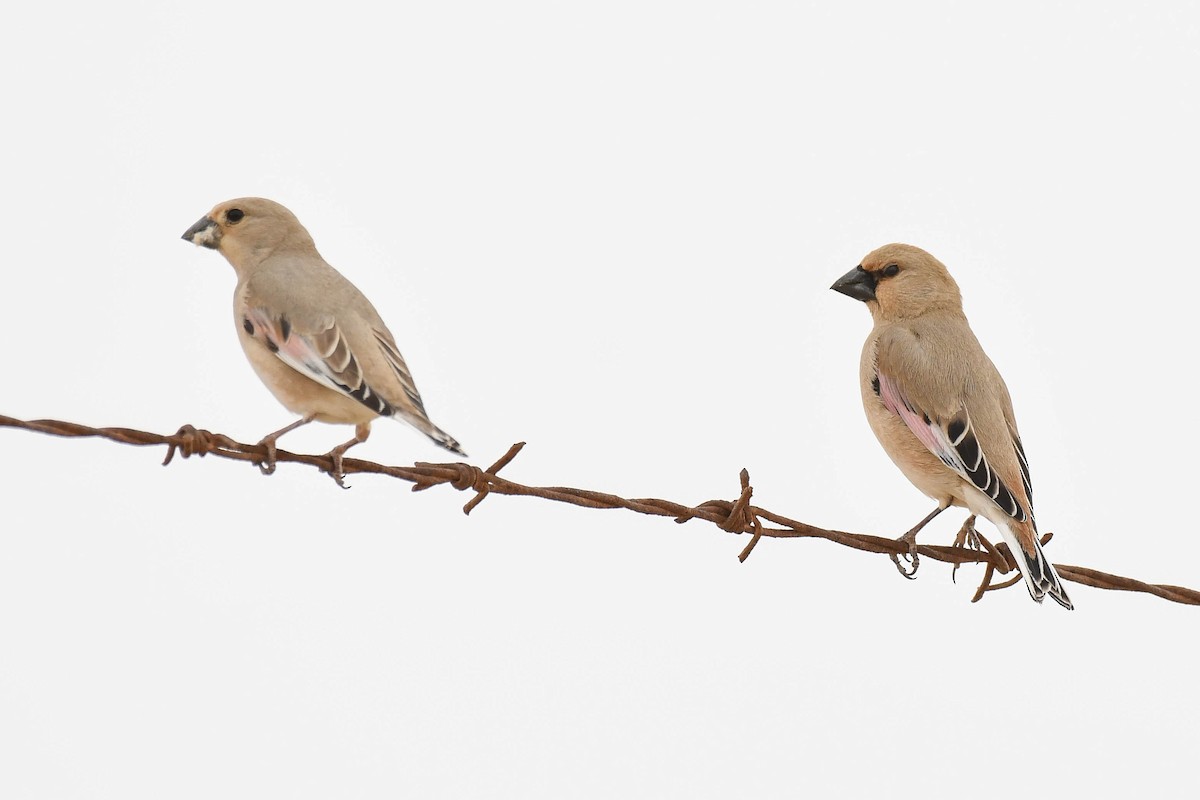 Desert Finch - ML431594191