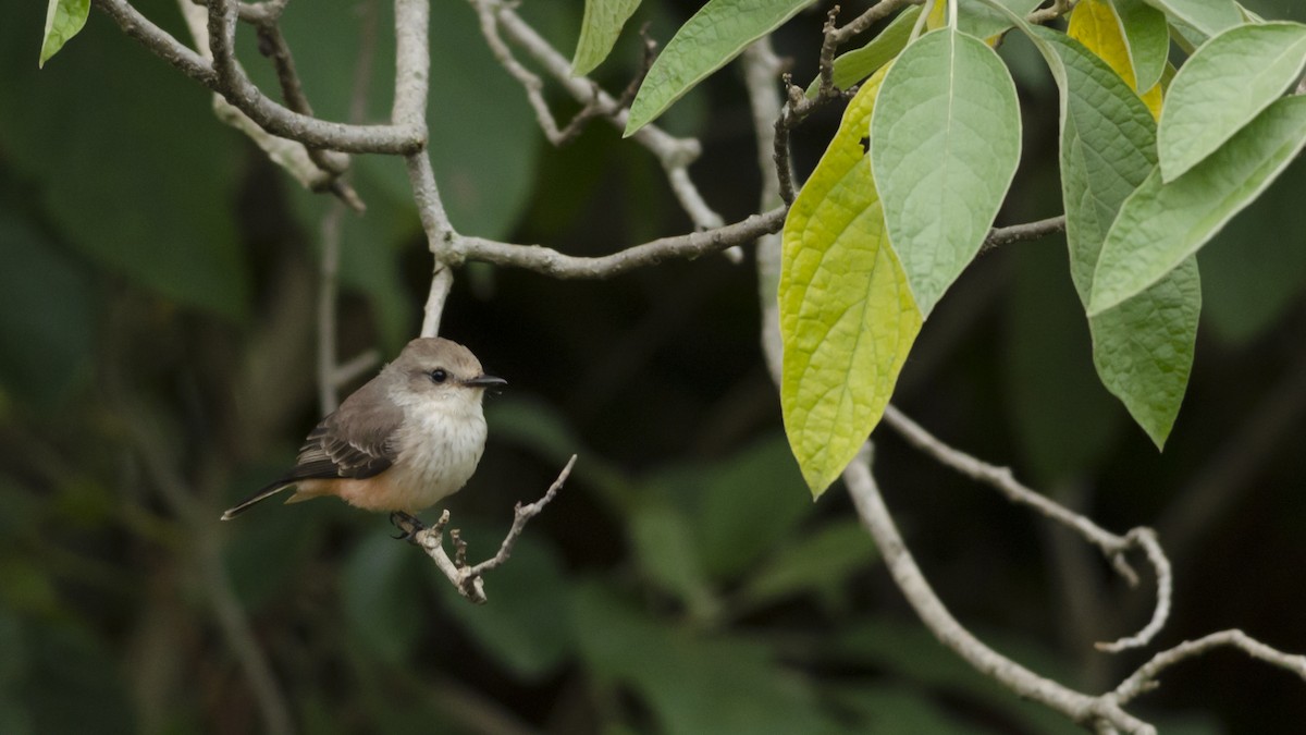 Vermilion Flycatcher - Neil Diaz