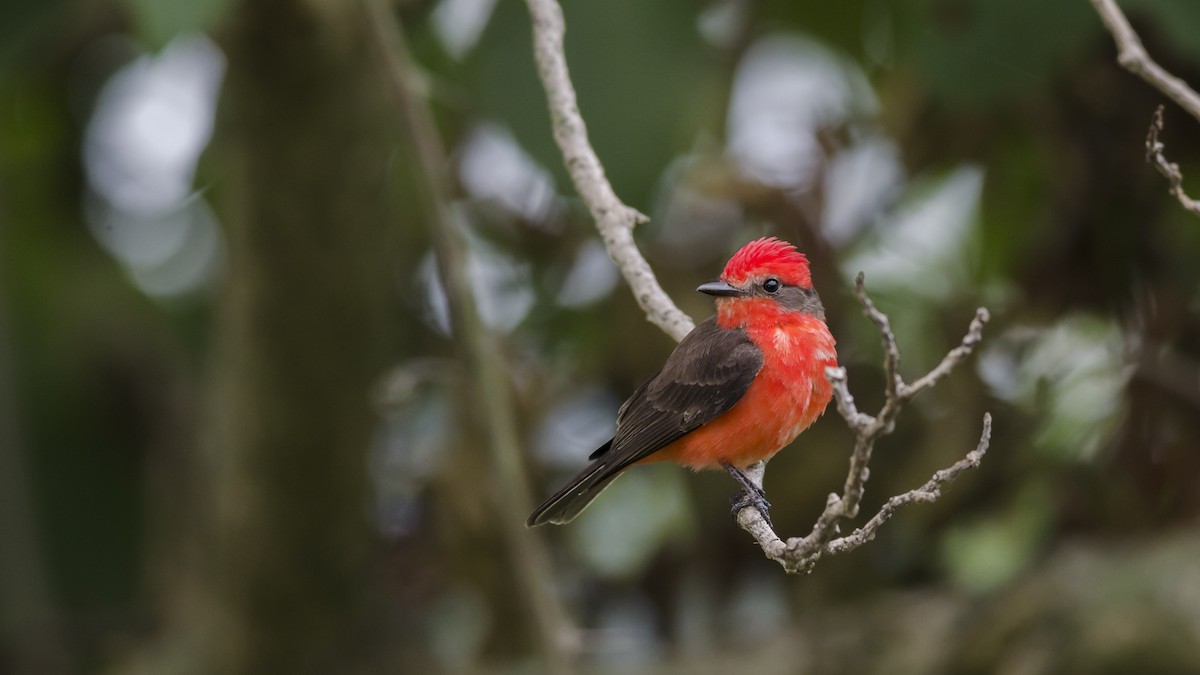 Vermilion Flycatcher - Neil Diaz