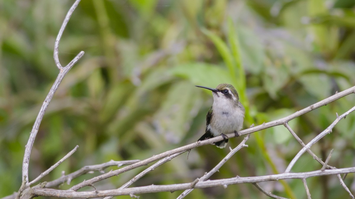 Red-billed Emerald - ML43159541