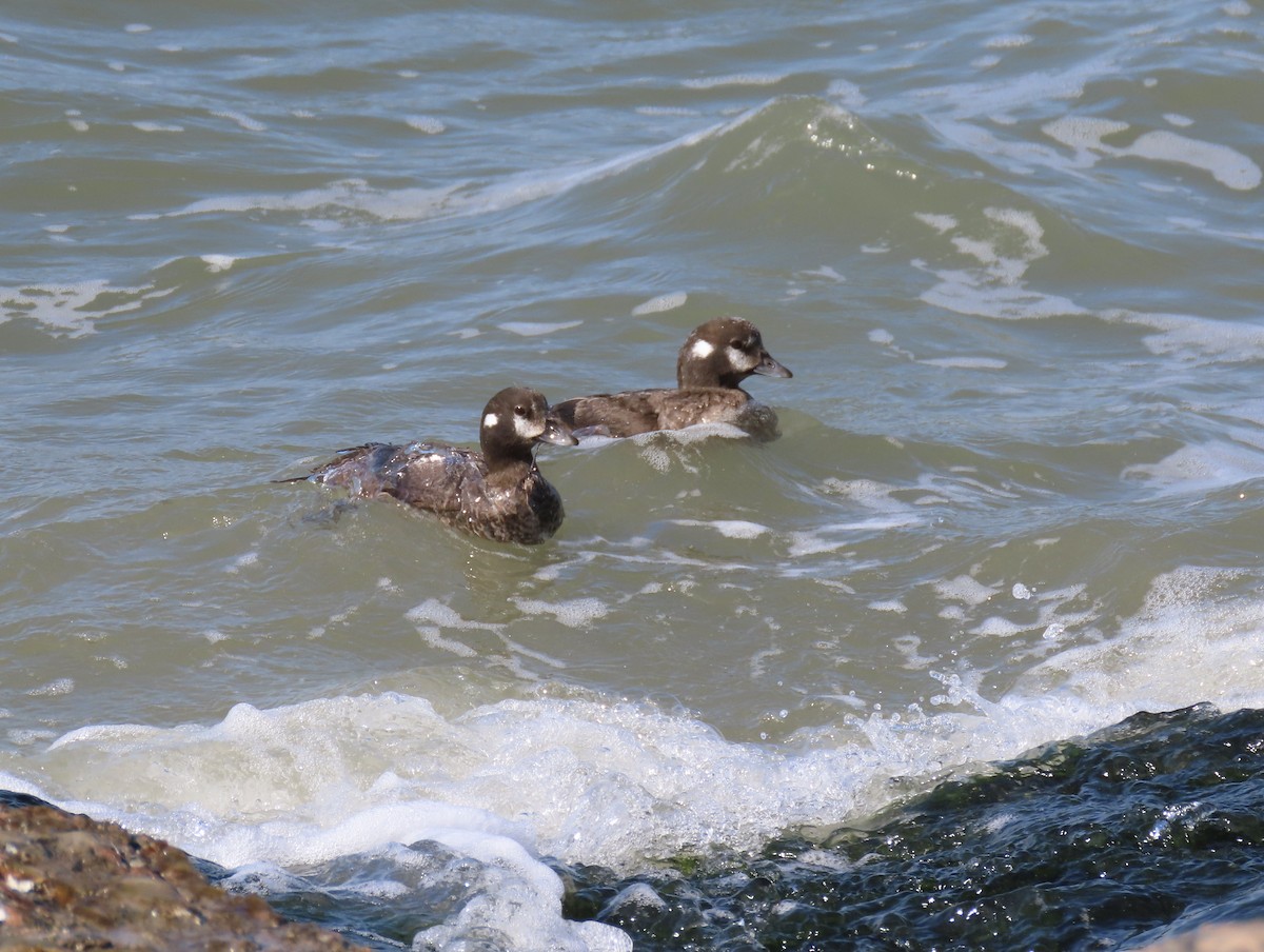 Harlequin Duck - ML431595801