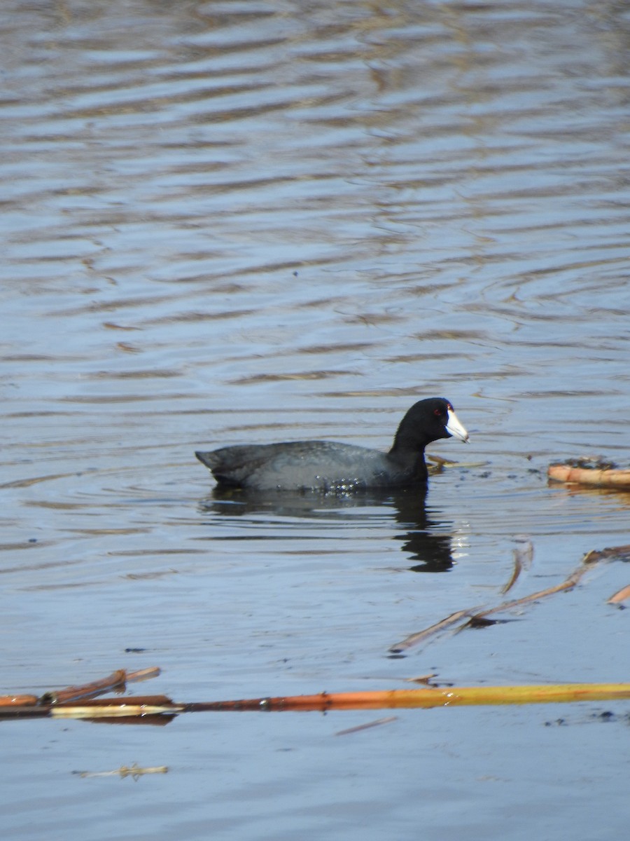 American Coot - Nathaniel Covert