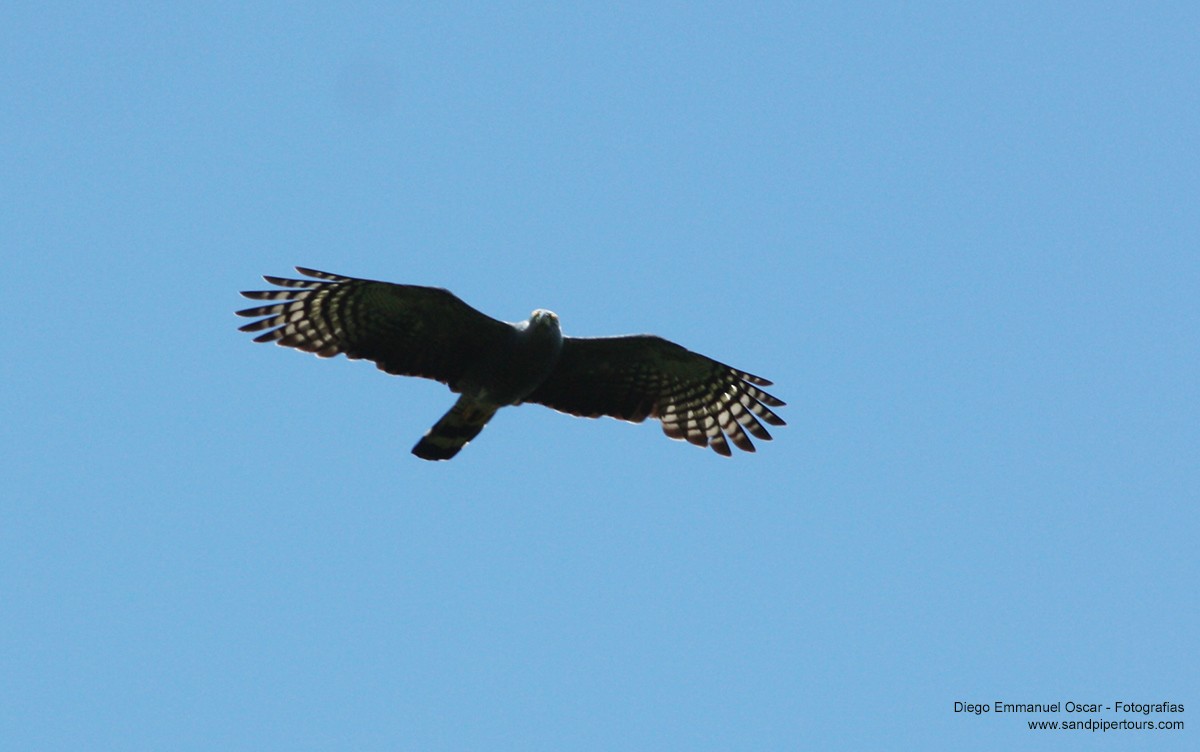 Hook-billed Kite - ML43159671