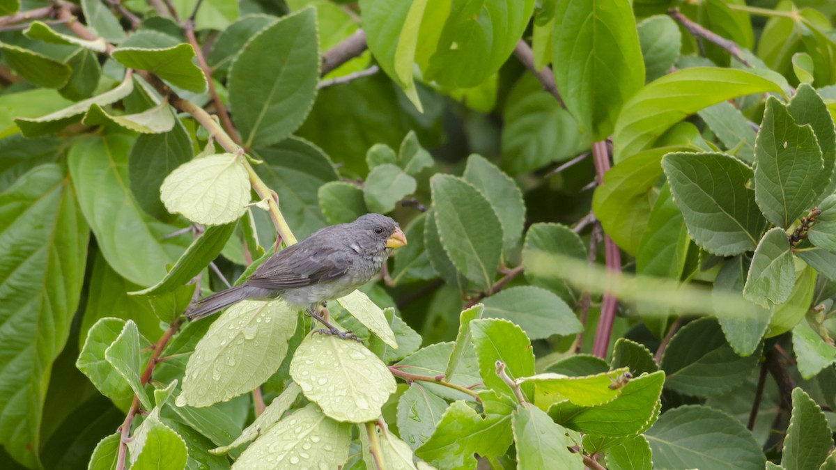 Gray Seedeater - Neil Diaz