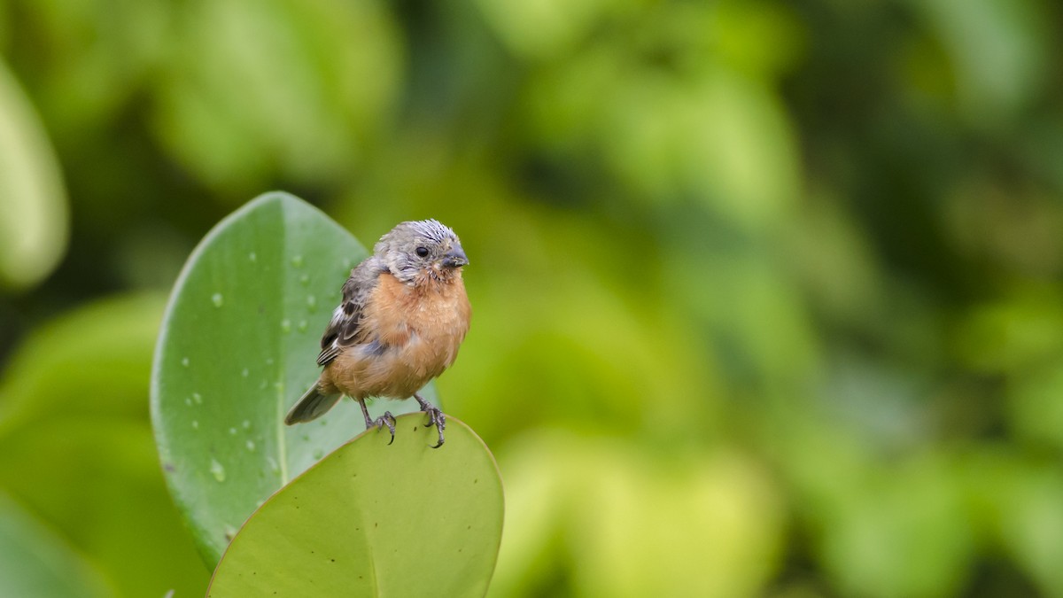 Ruddy-breasted Seedeater - Neil Diaz