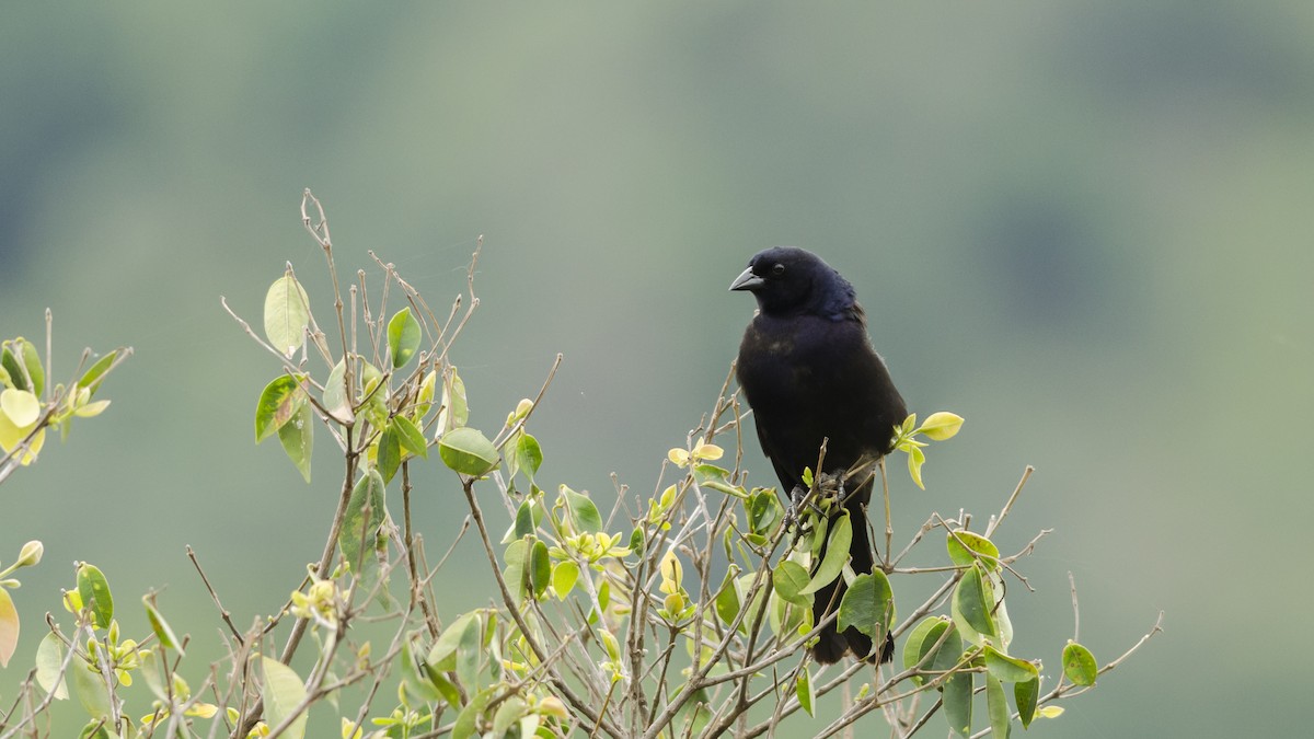 Shiny Cowbird - ML43159771