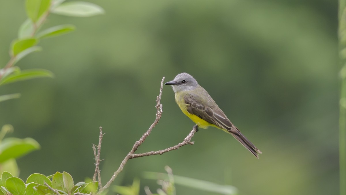 Tropical Kingbird - Neil Diaz