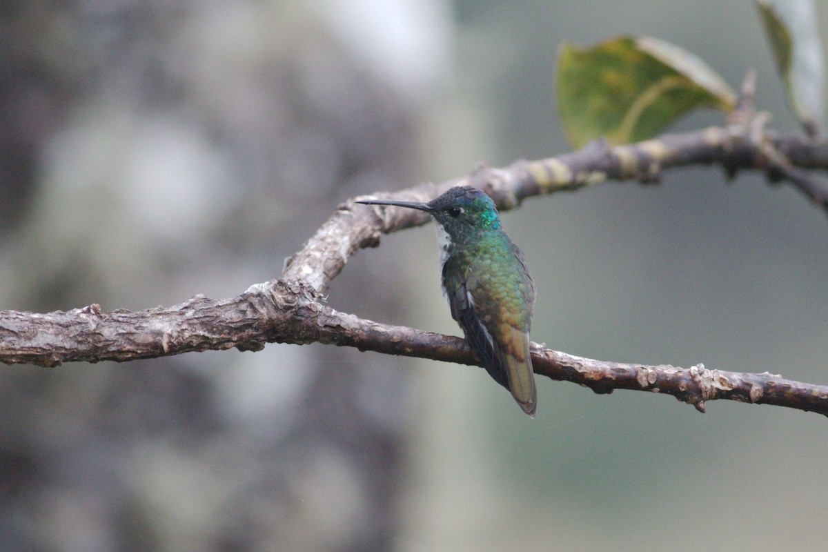 Andean Emerald - ML431598021