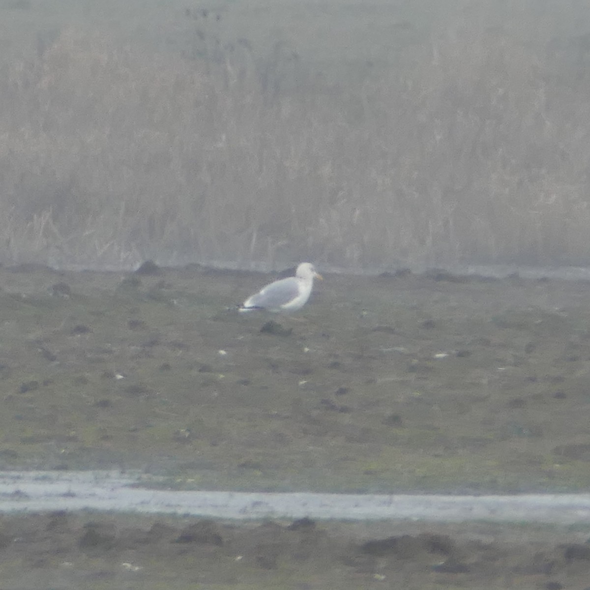 Ring-billed Gull - ML431598121