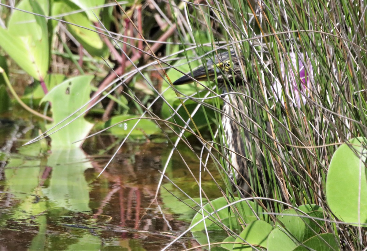 Striated Heron - ML431602191