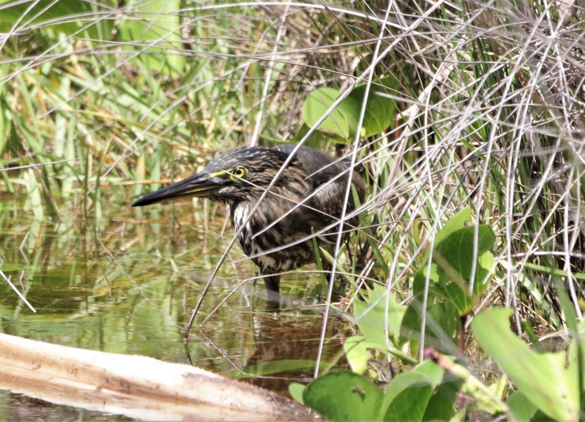 Striated Heron - ML431602221