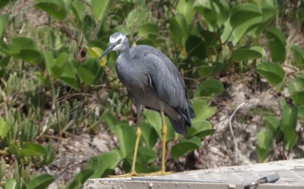 白臉鷺 - ML431602301
