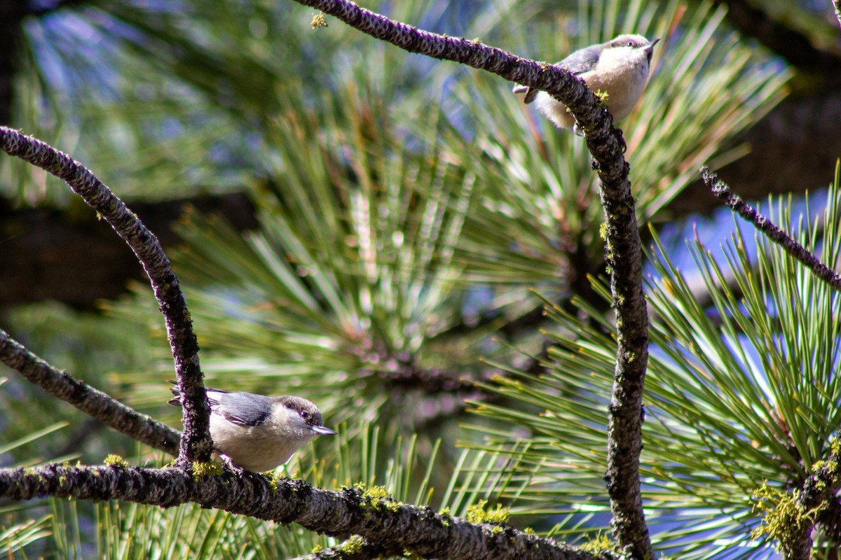 Pygmy Nuthatch - ML431603611