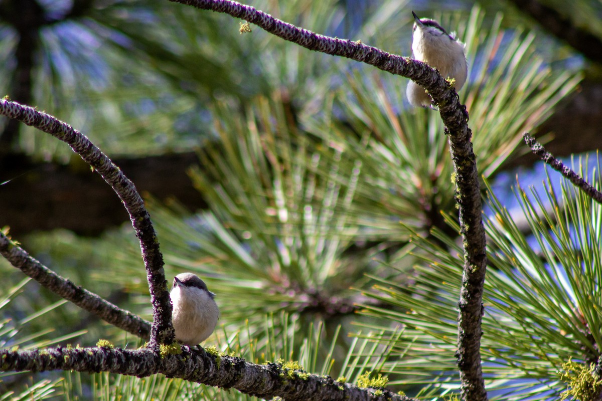 Pygmy Nuthatch - ML431603651