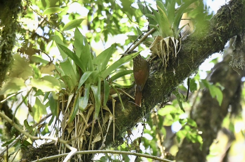 Spotted Woodcreeper (Spotted) - ML431604401