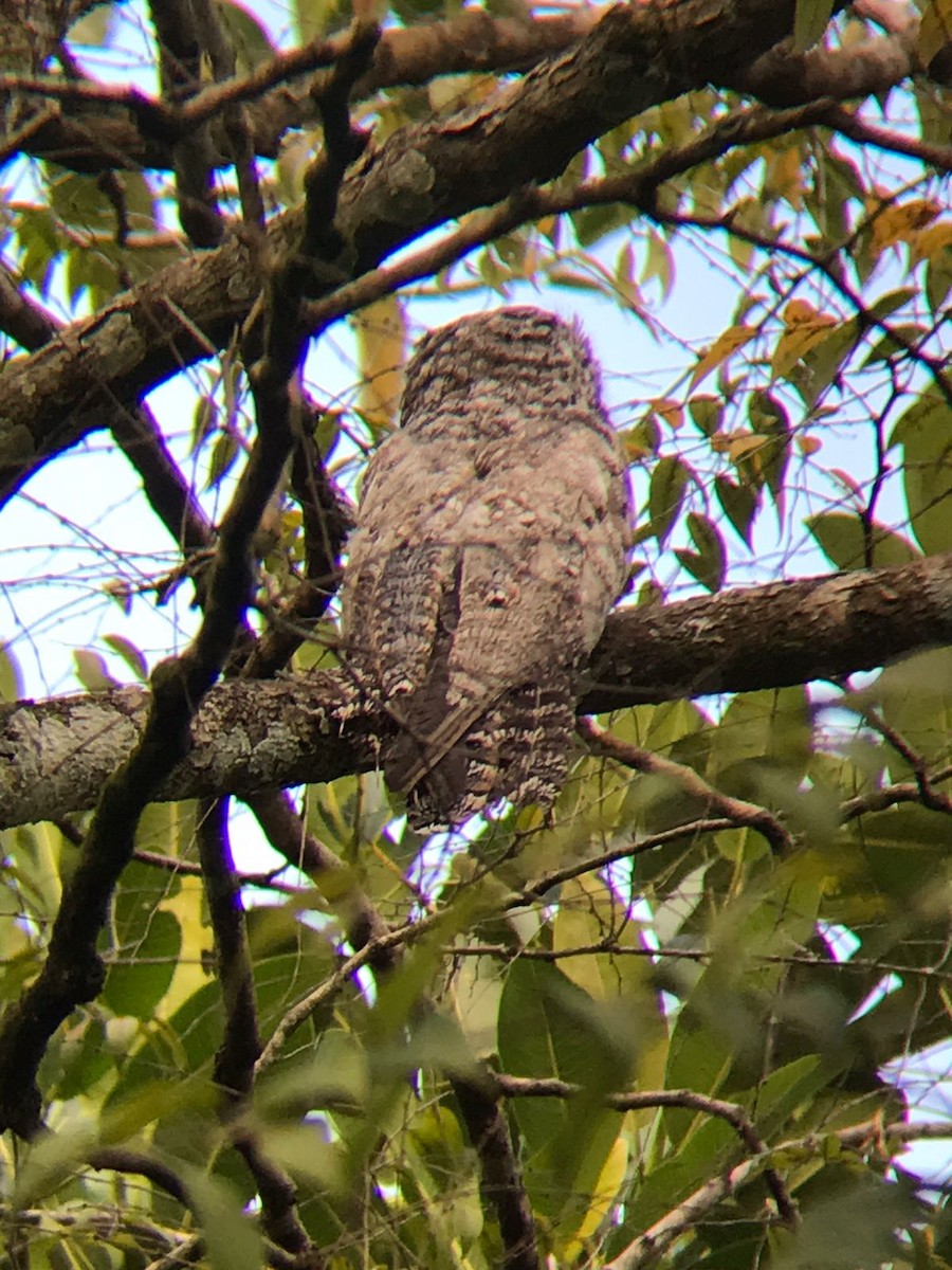 Common Potoo - ML431606171
