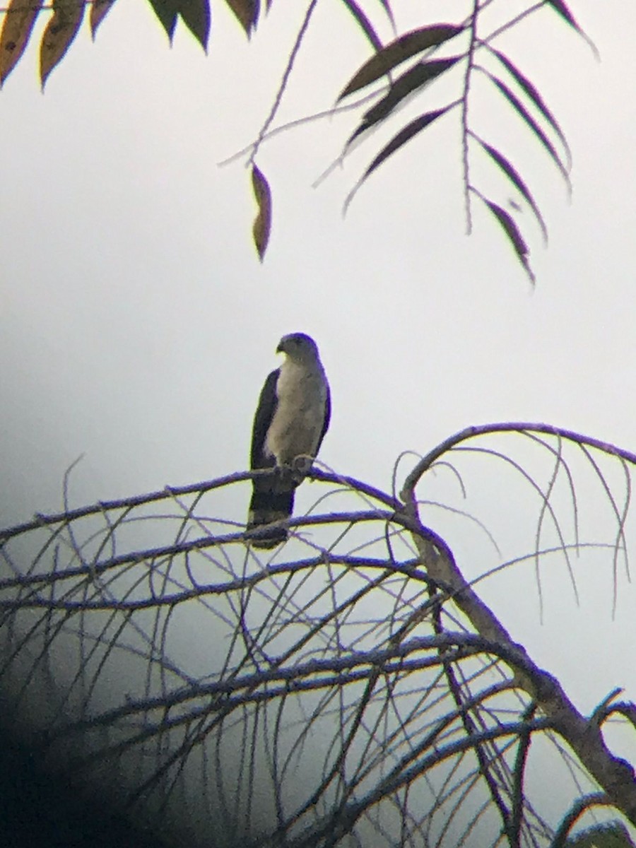 Gray-headed Kite - ML431606201