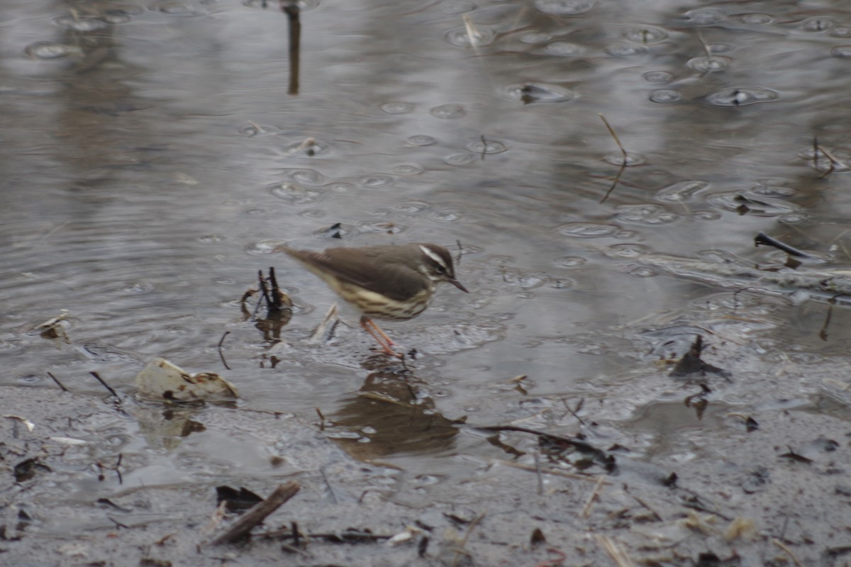 Louisiana Waterthrush - Christopher Engel