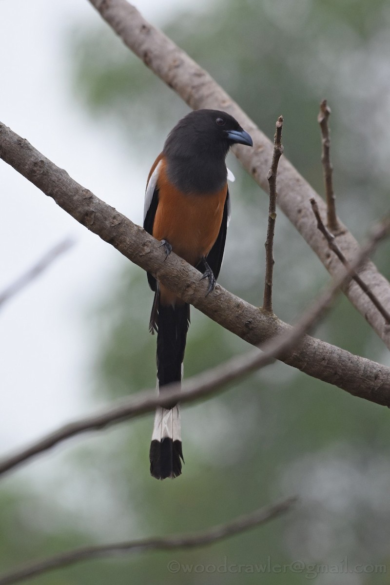 Rufous Treepie - ML43160681