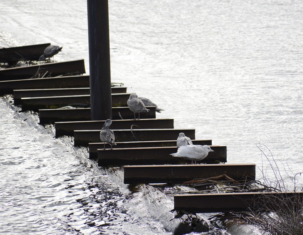 Glaucous Gull - ML431607031