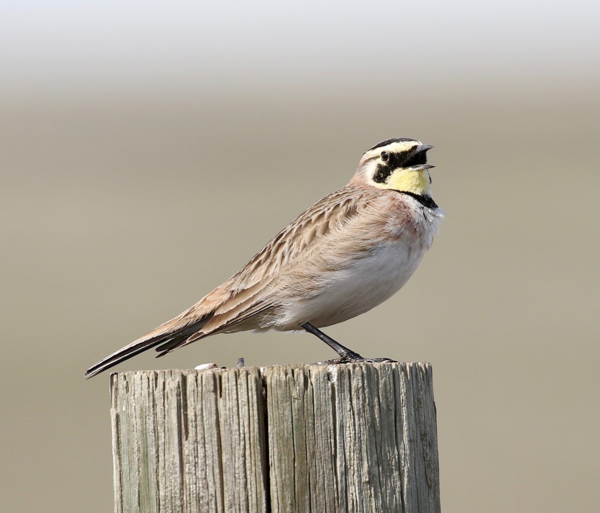 Horned Lark - ML431607171