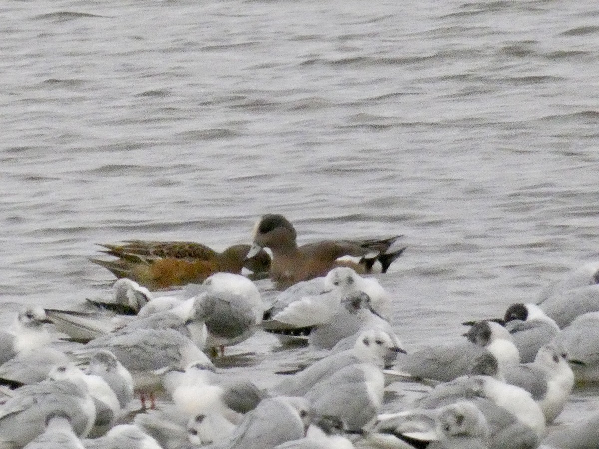 American Wigeon - ML431608271