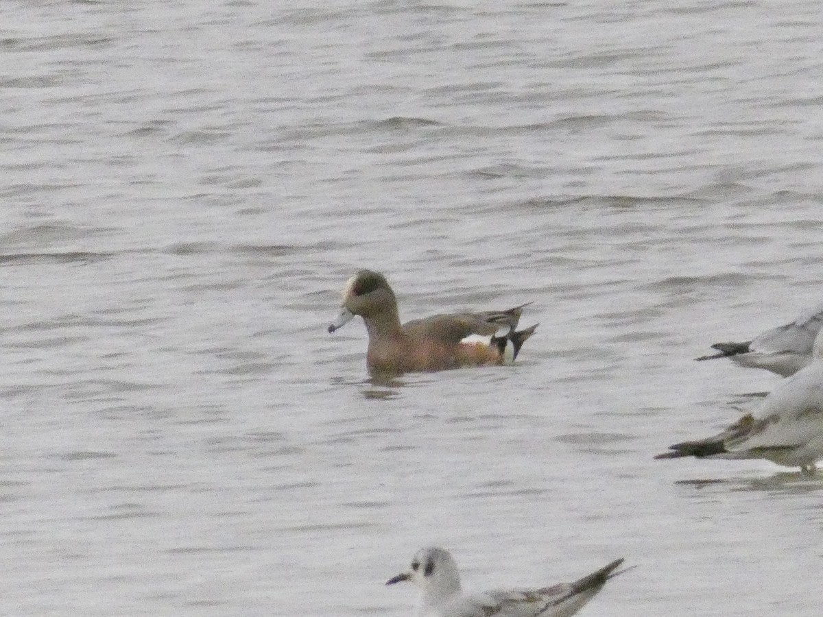 American Wigeon - John Landon