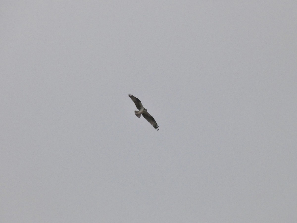 fiskeørn (carolinensis) - ML431608501