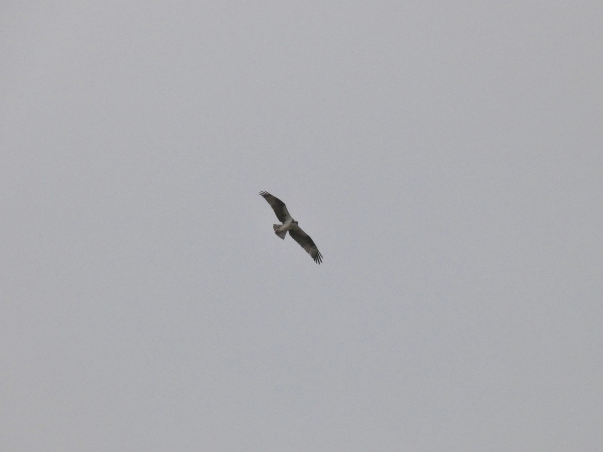 Águila Pescadora (carolinensis) - ML431608501