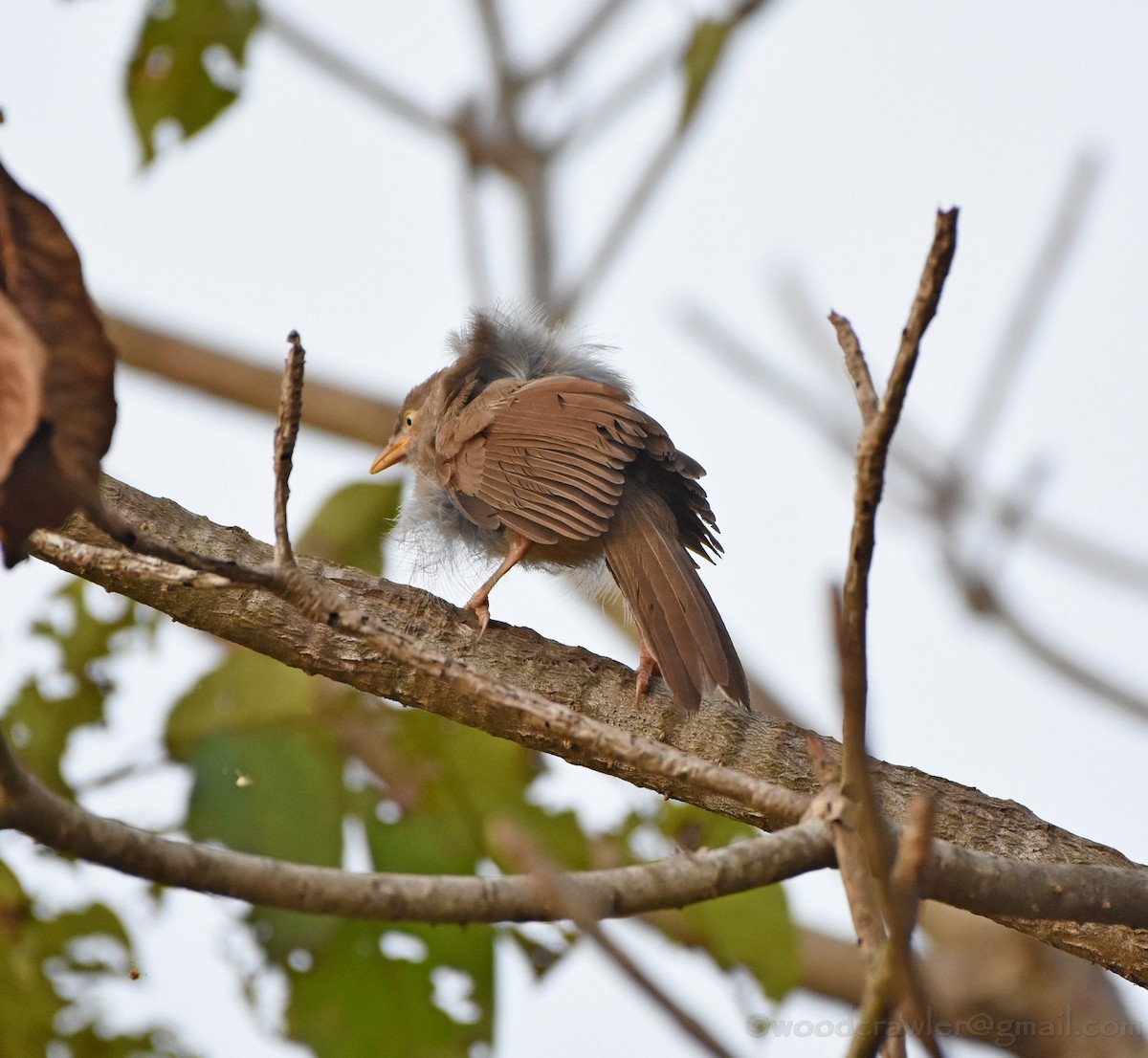 Jungle Babbler - ML43160921