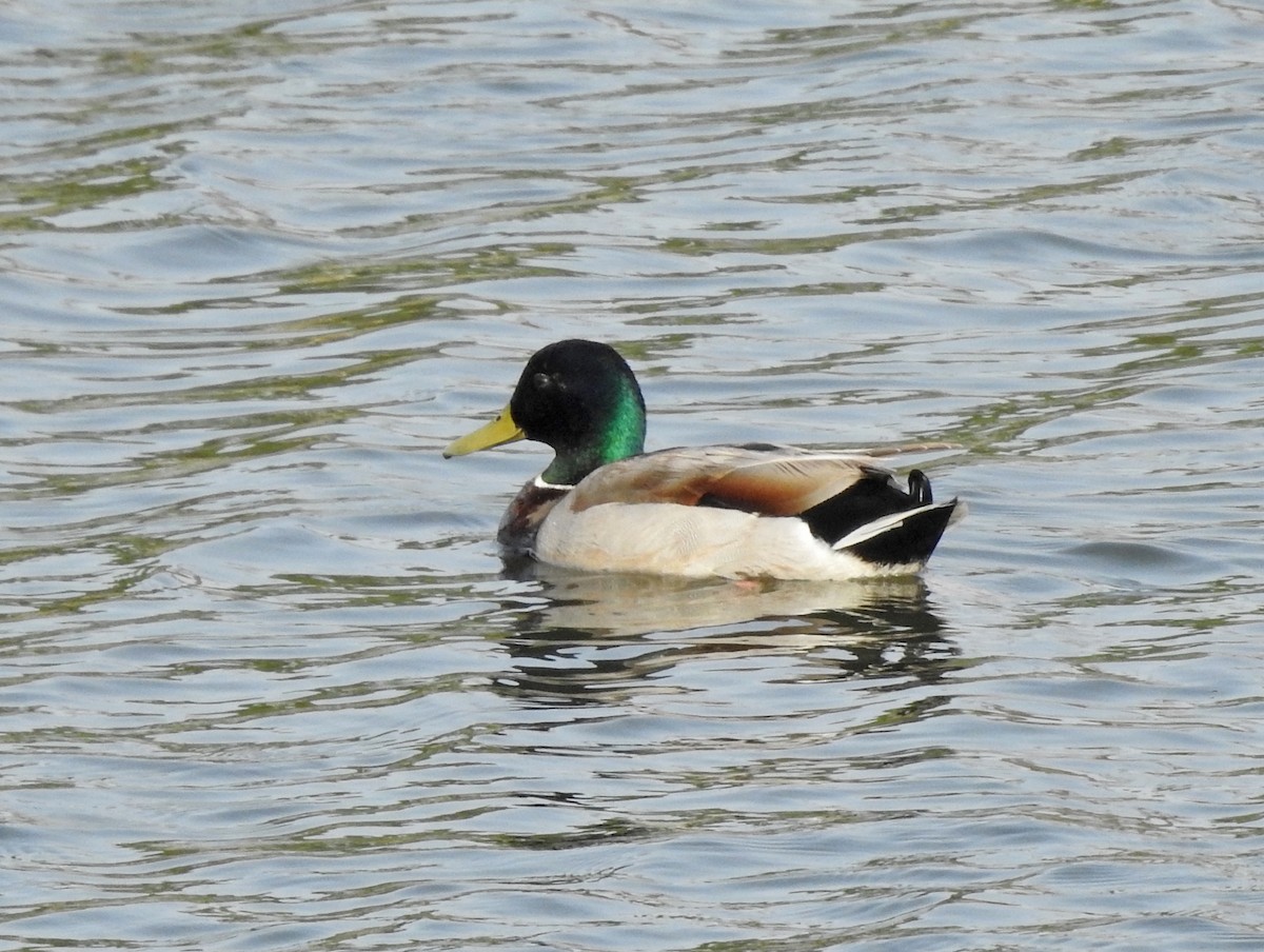 Mallard - ML431609771