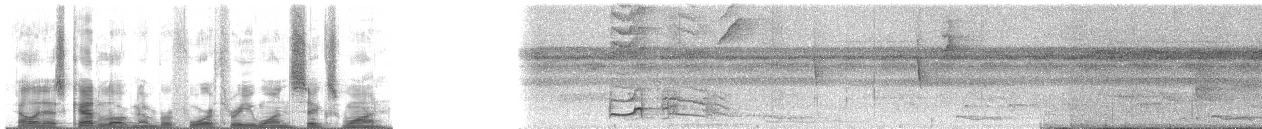 Pic ondé (groupe grammicus) - ML43161