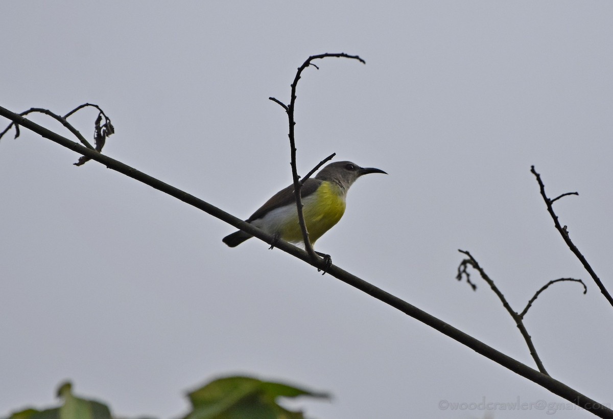 Purple-rumped Sunbird - ML43161011