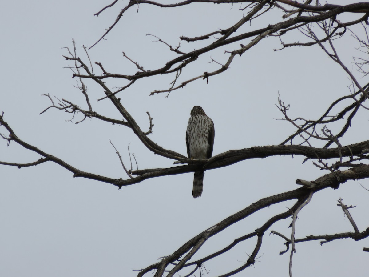 Cooper's Hawk - ML431610121