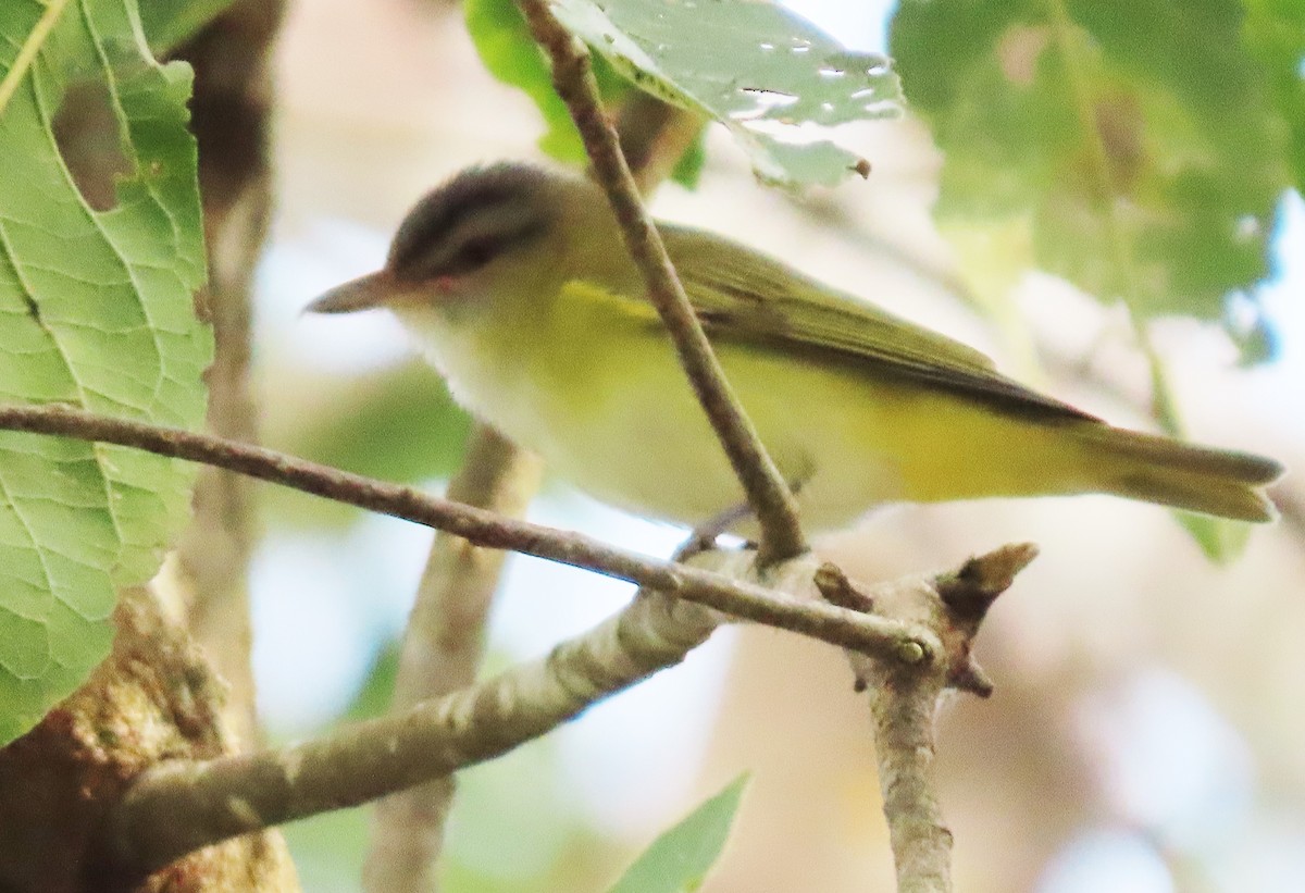 Yellow-green Vireo - ML431610451