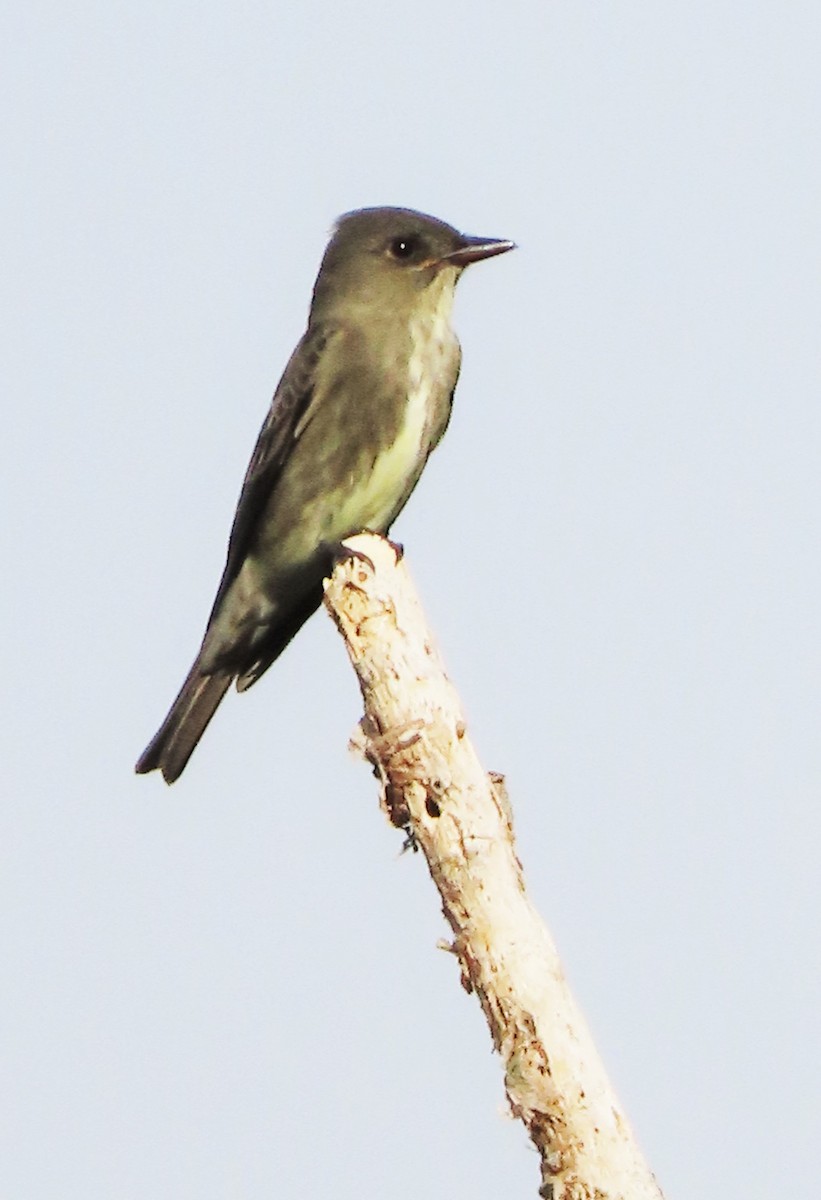 Olive-sided Flycatcher - ML431610541