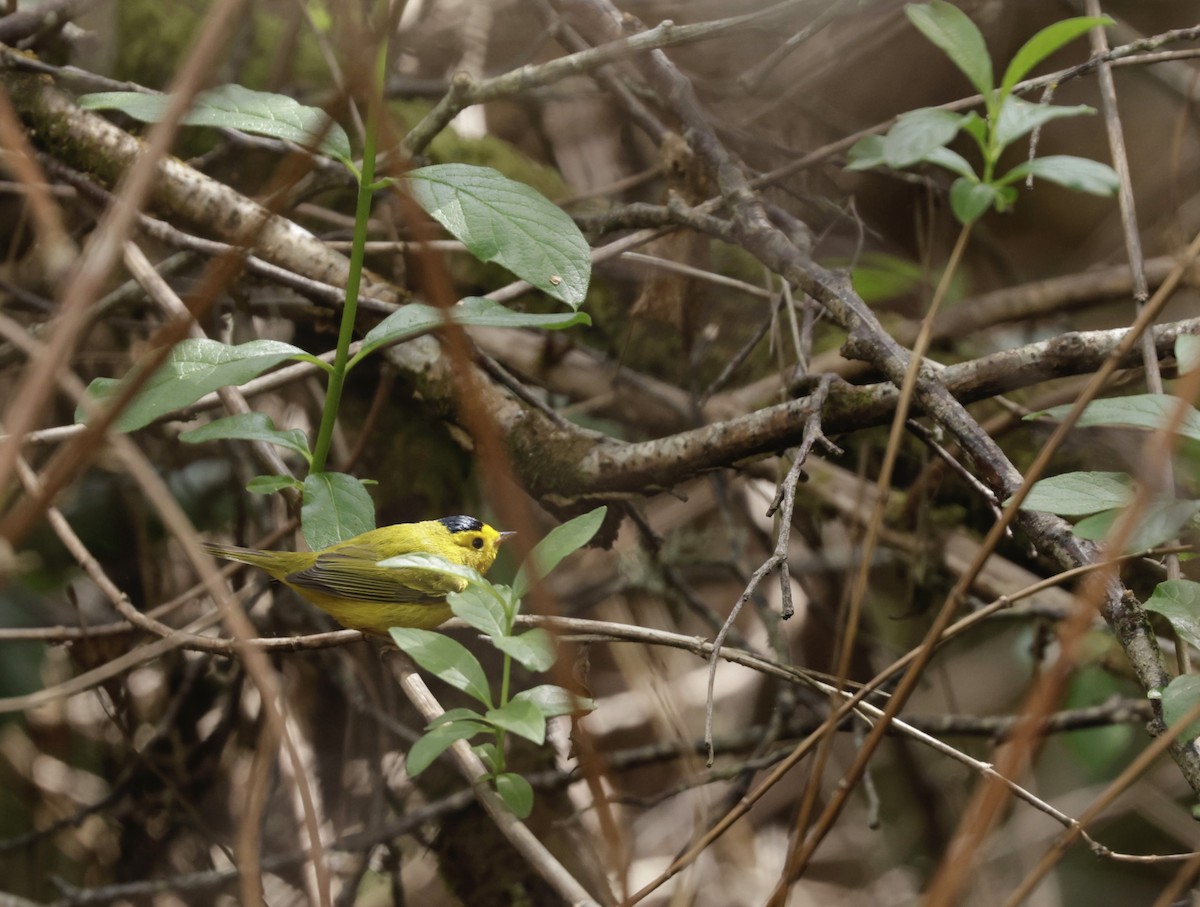 Wilson's Warbler - Elizabeth Brewer Chouinard