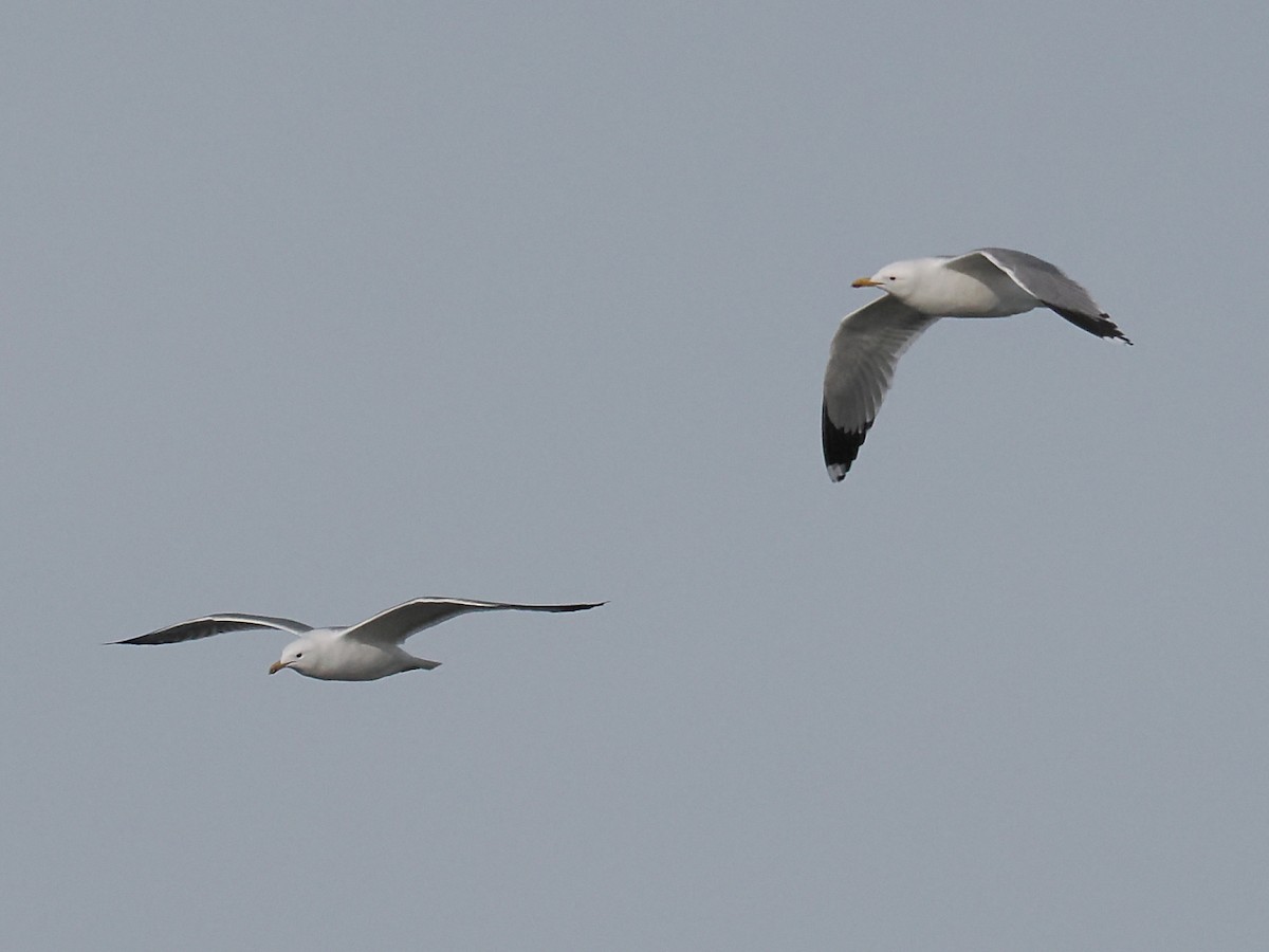 California Gull - ML431612671