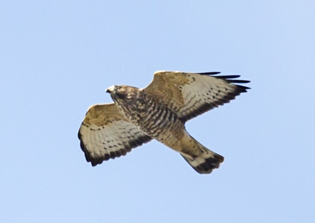 Broad-winged Hawk - bj worth