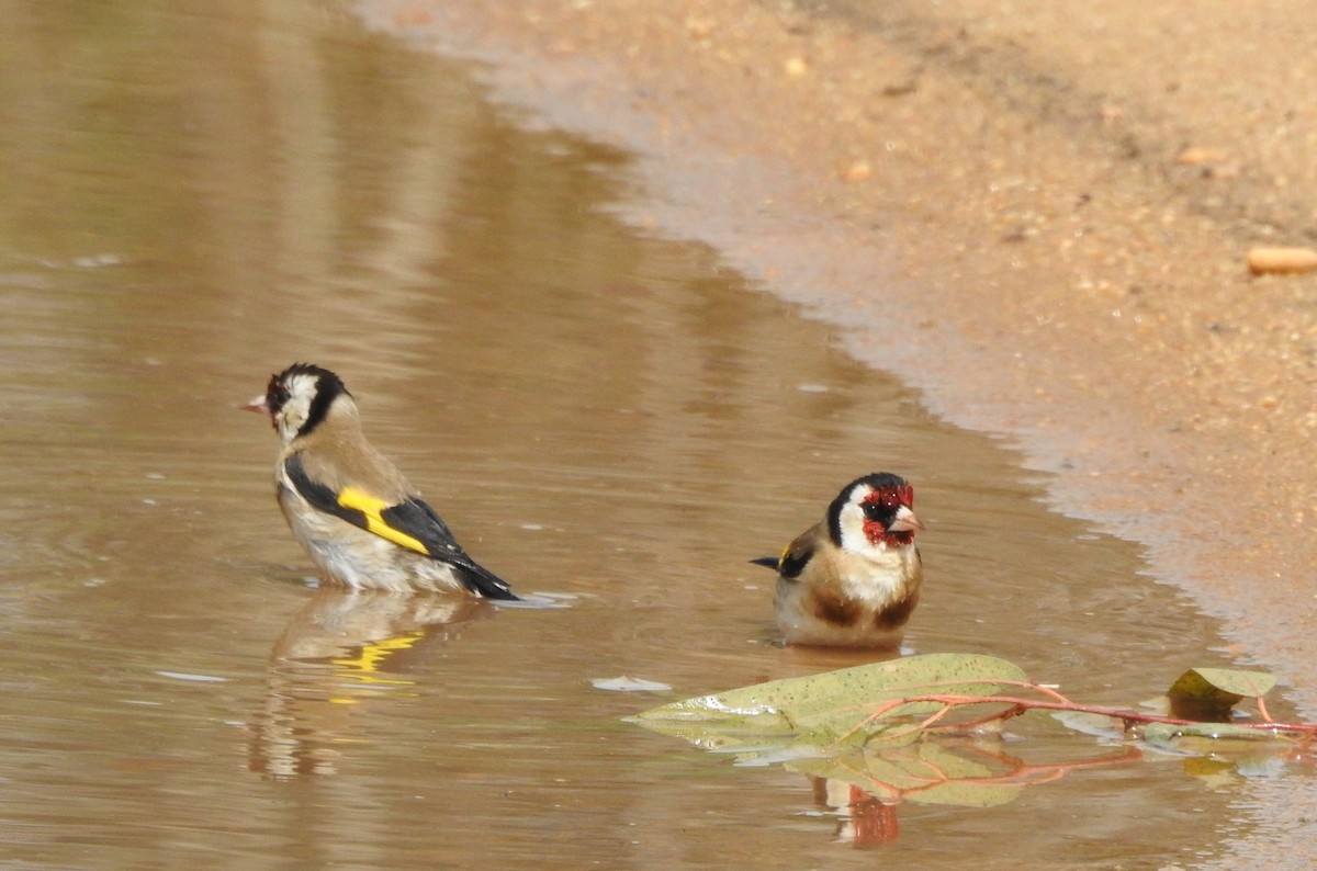 European Goldfinch - ML431613471