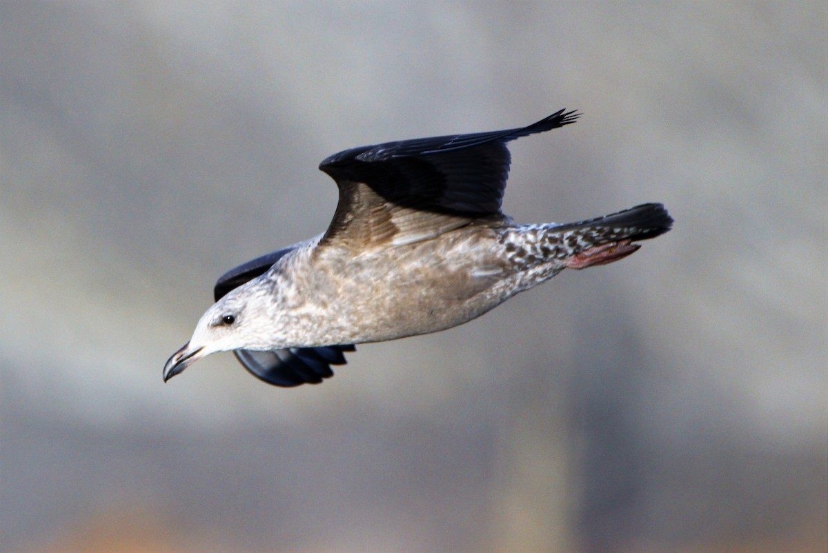 Herring Gull - Jim de Waal Malefyt