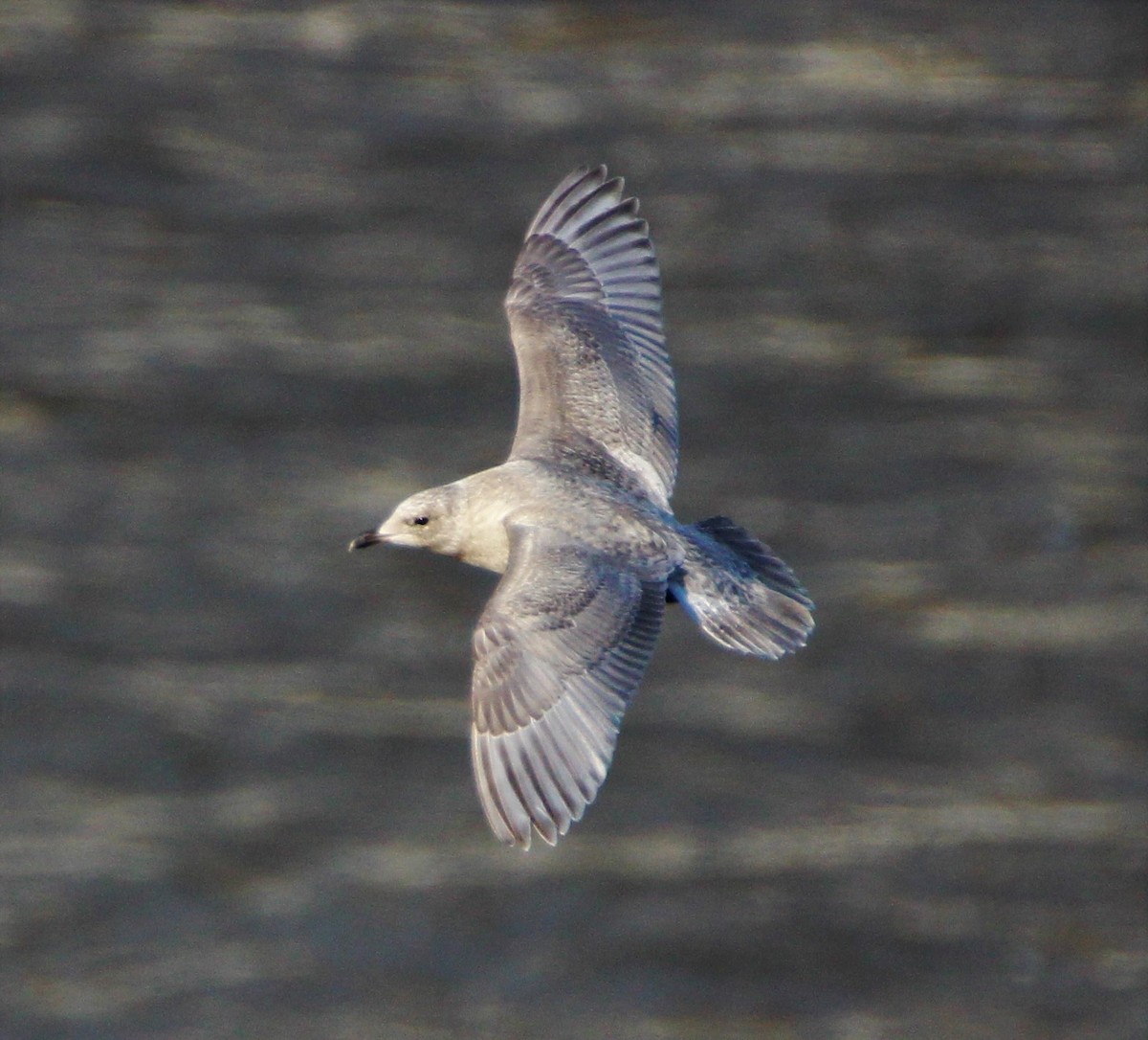 Iceland Gull (kumlieni/glaucoides) - ML43161751