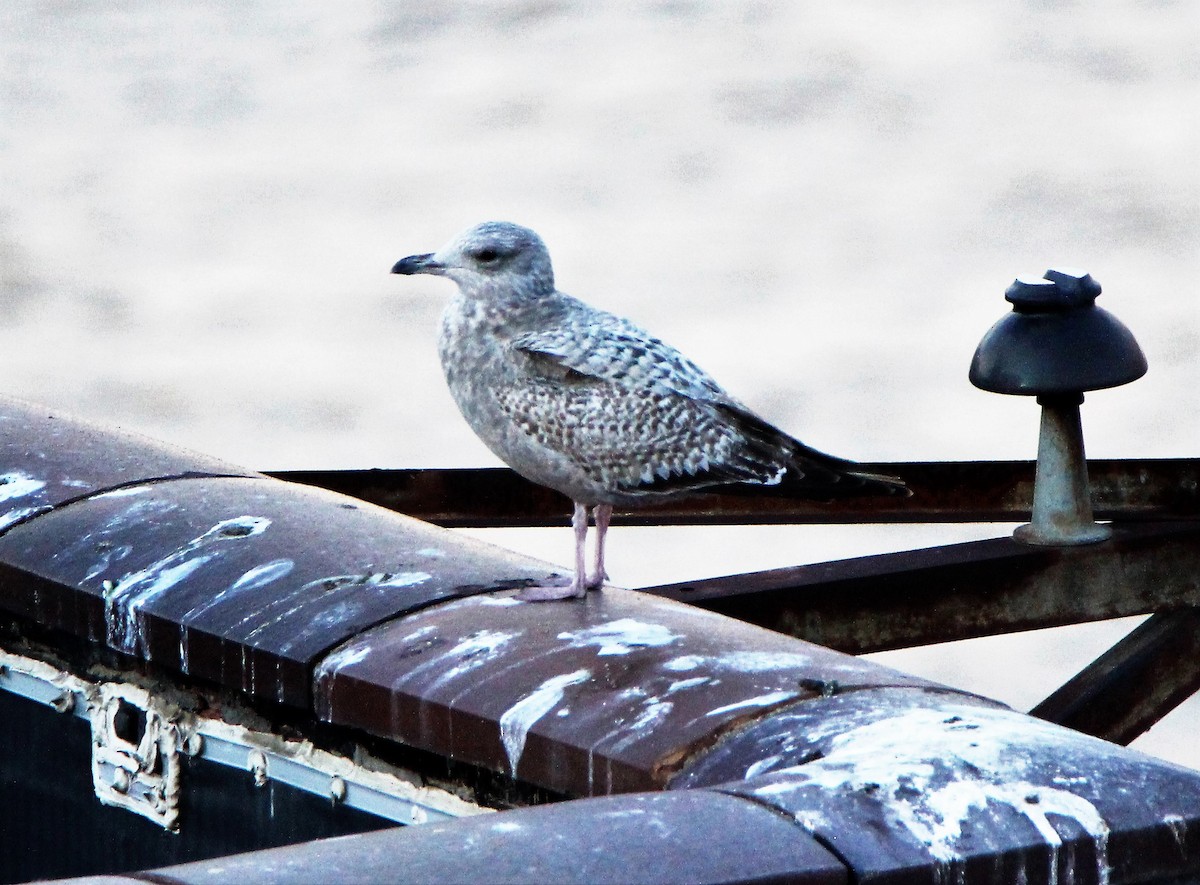 Great Black-backed Gull - ML43161761