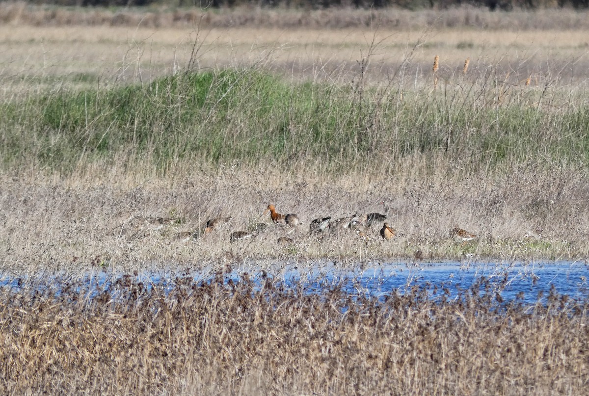 Black-tailed Godwit - ML431621041