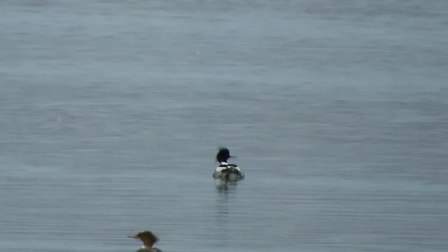 Red-breasted Merganser - ML431621731