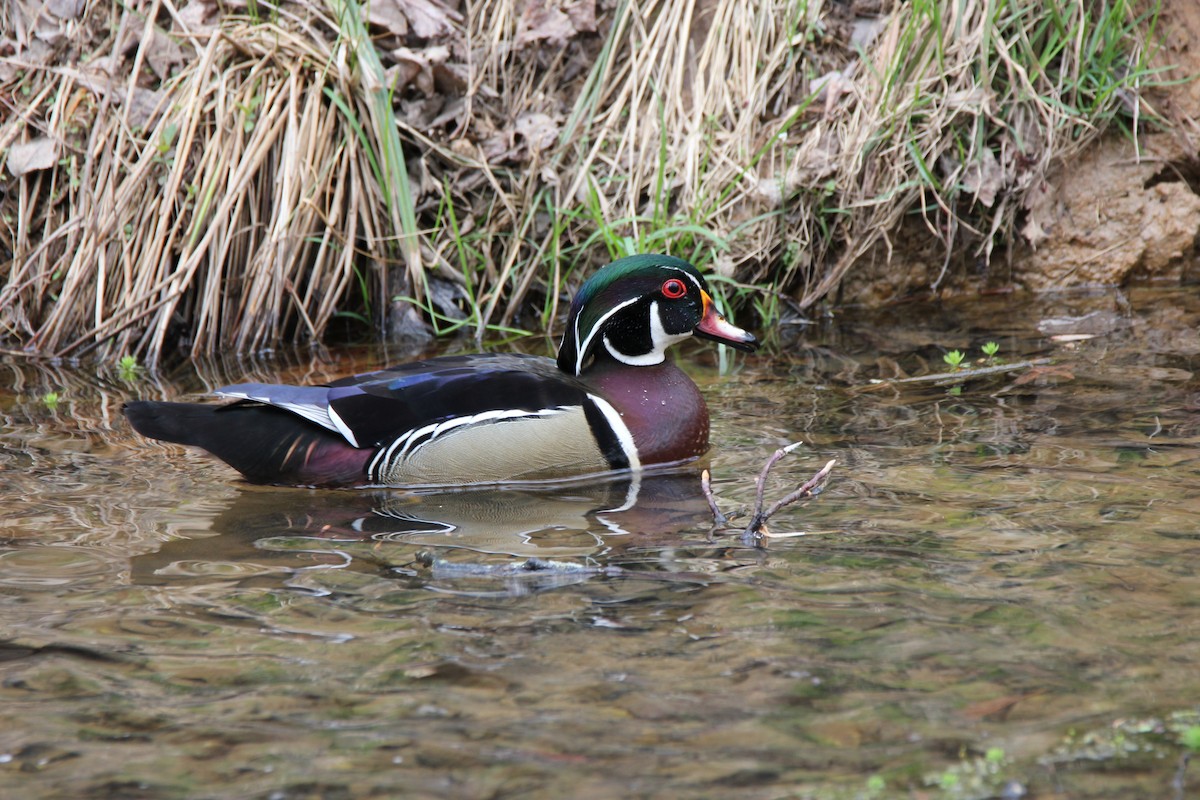 Wood Duck - ML431621901