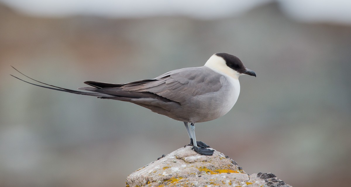 Long-tailed Jaeger - Ian Davies
