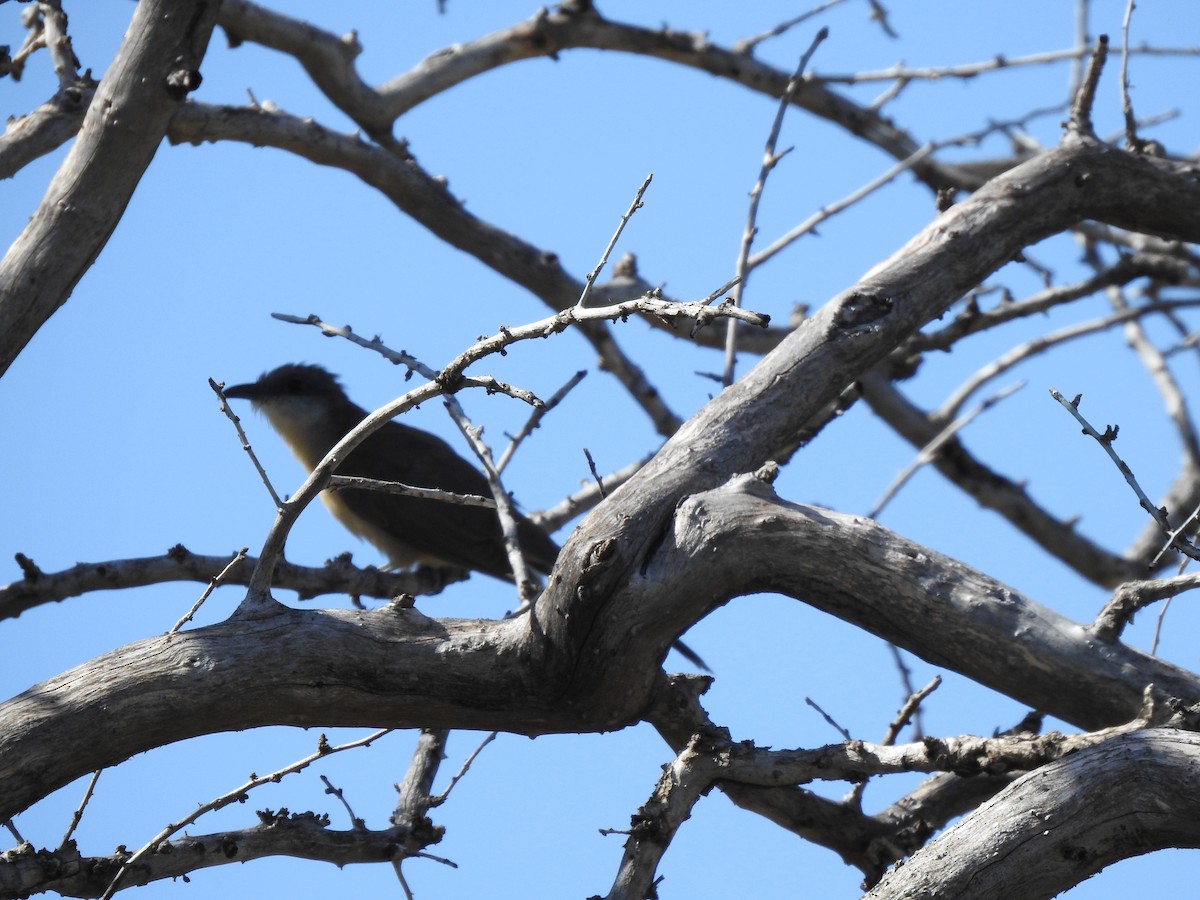 Dark-billed Cuckoo - ML431625691