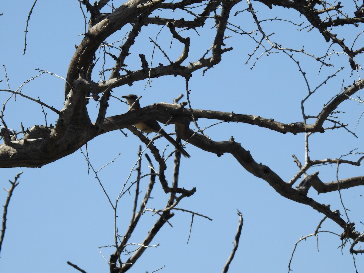 Dark-billed Cuckoo - ML431625701