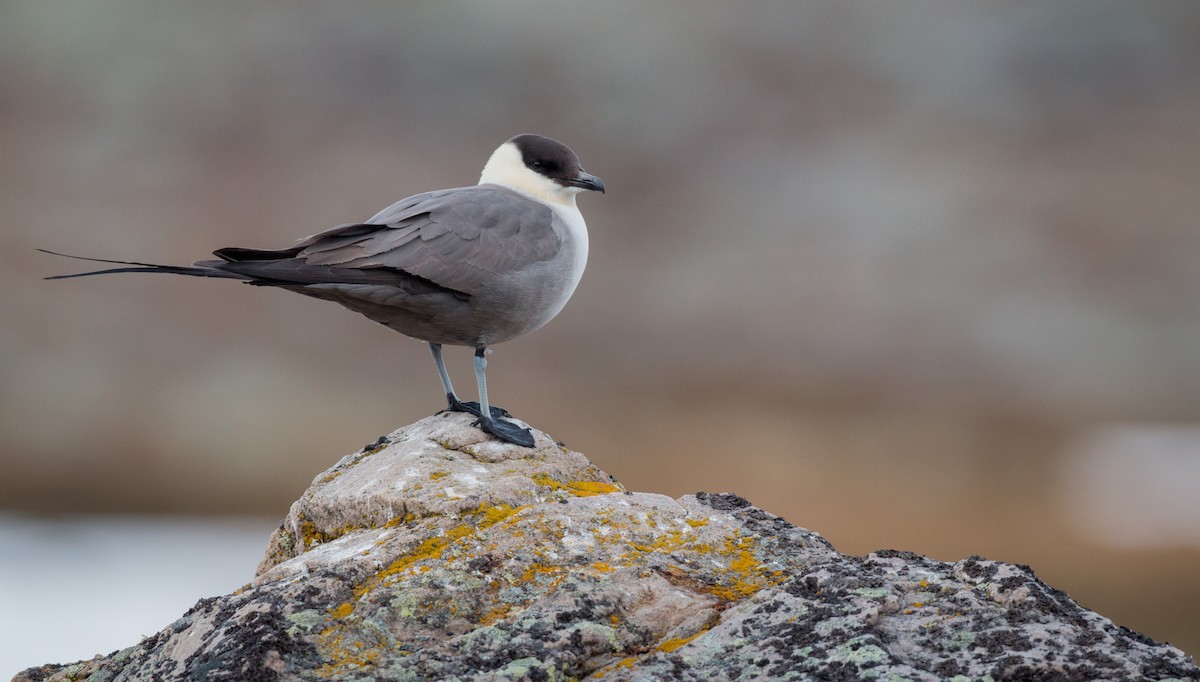 Long-tailed Jaeger - Ian Davies